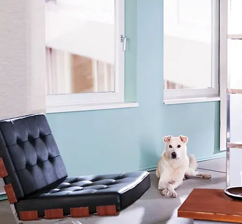 s8000iq-loft-hund.jpg